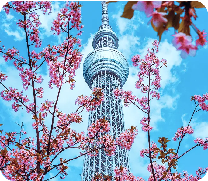 Tokyo Skytree with cherry blossoms